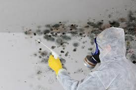 Best Black Mold Removal  in Waterflow, NM